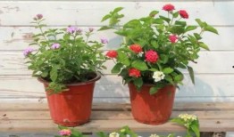 文安网友爆料视频最新一期,揭秘最新一期惊人内幕